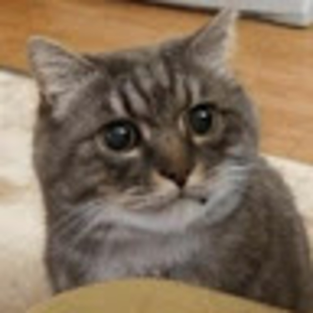 Meet your Posher, Norma